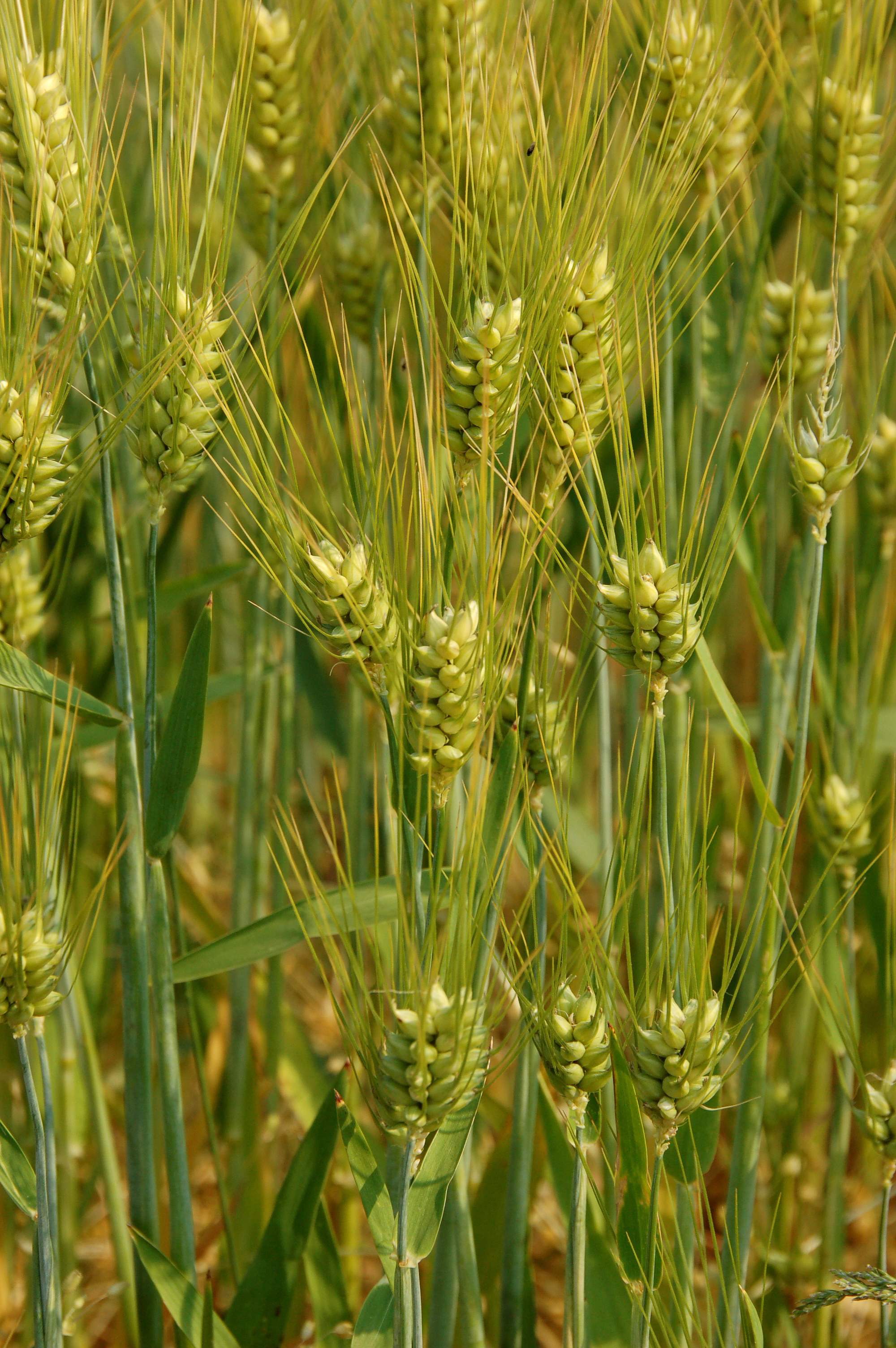 جو - معرفی و خواص گیاهان دارویی